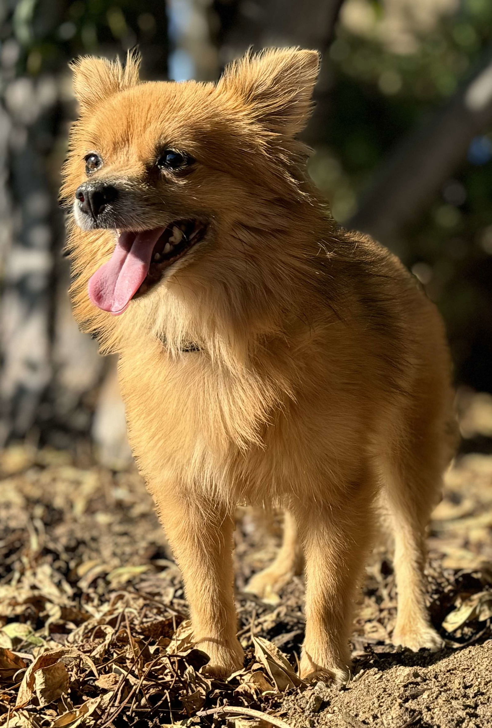 adoptable Dog in La Verne, CA named Fox