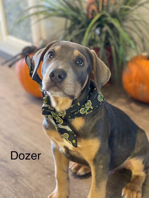 Dozer