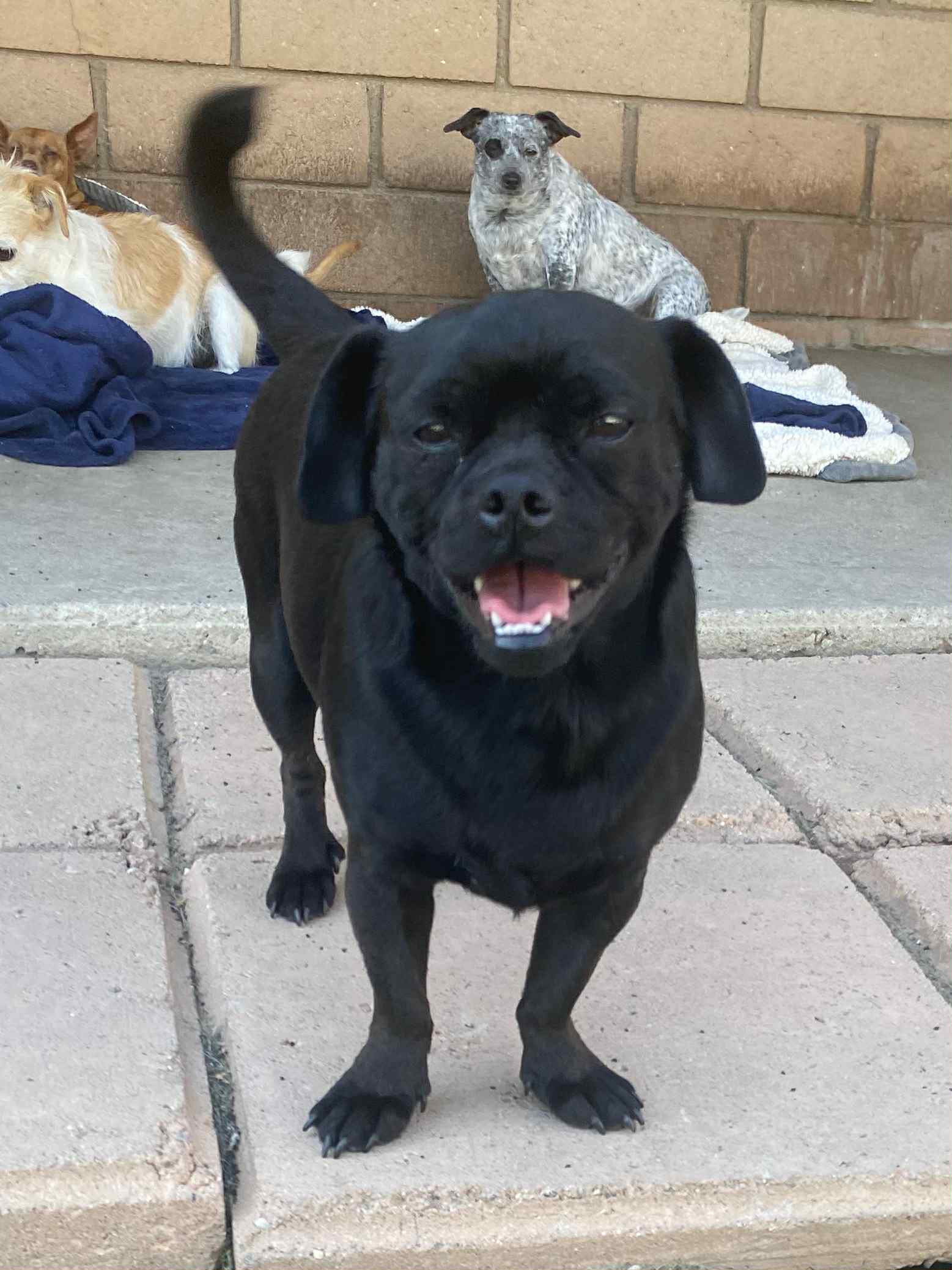 adoptable Dog in La Verne, CA named Apollo