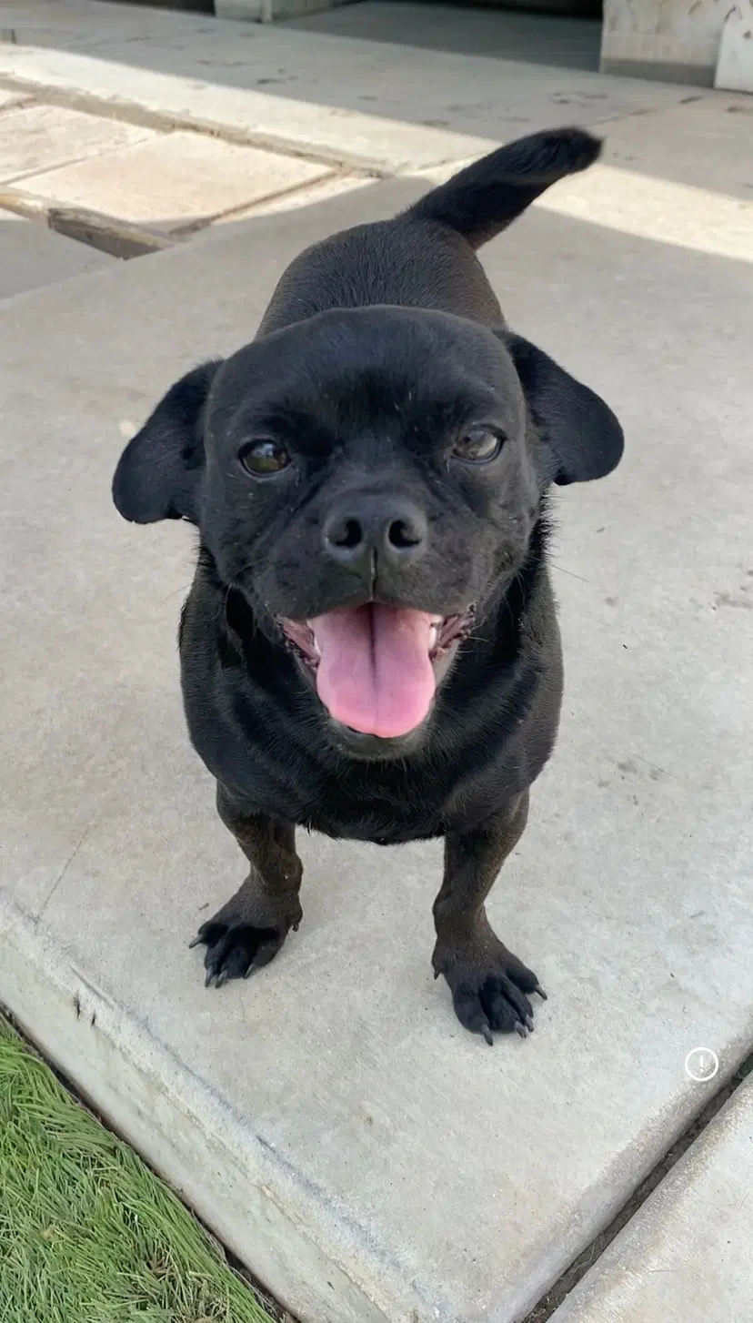 Apollo - Pug