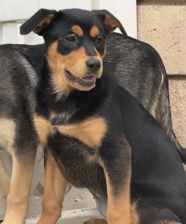 Kora
