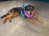 Kora - Photo 2