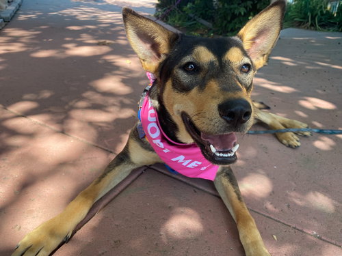 TOPH - Shepherd available for adoption