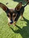 Peanuttles - Photo 2