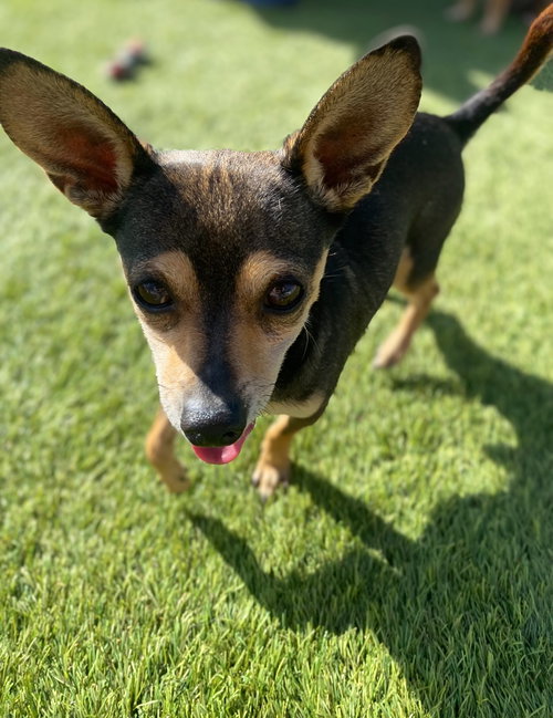 PEANUTTLES - Chihuahua available for adoption