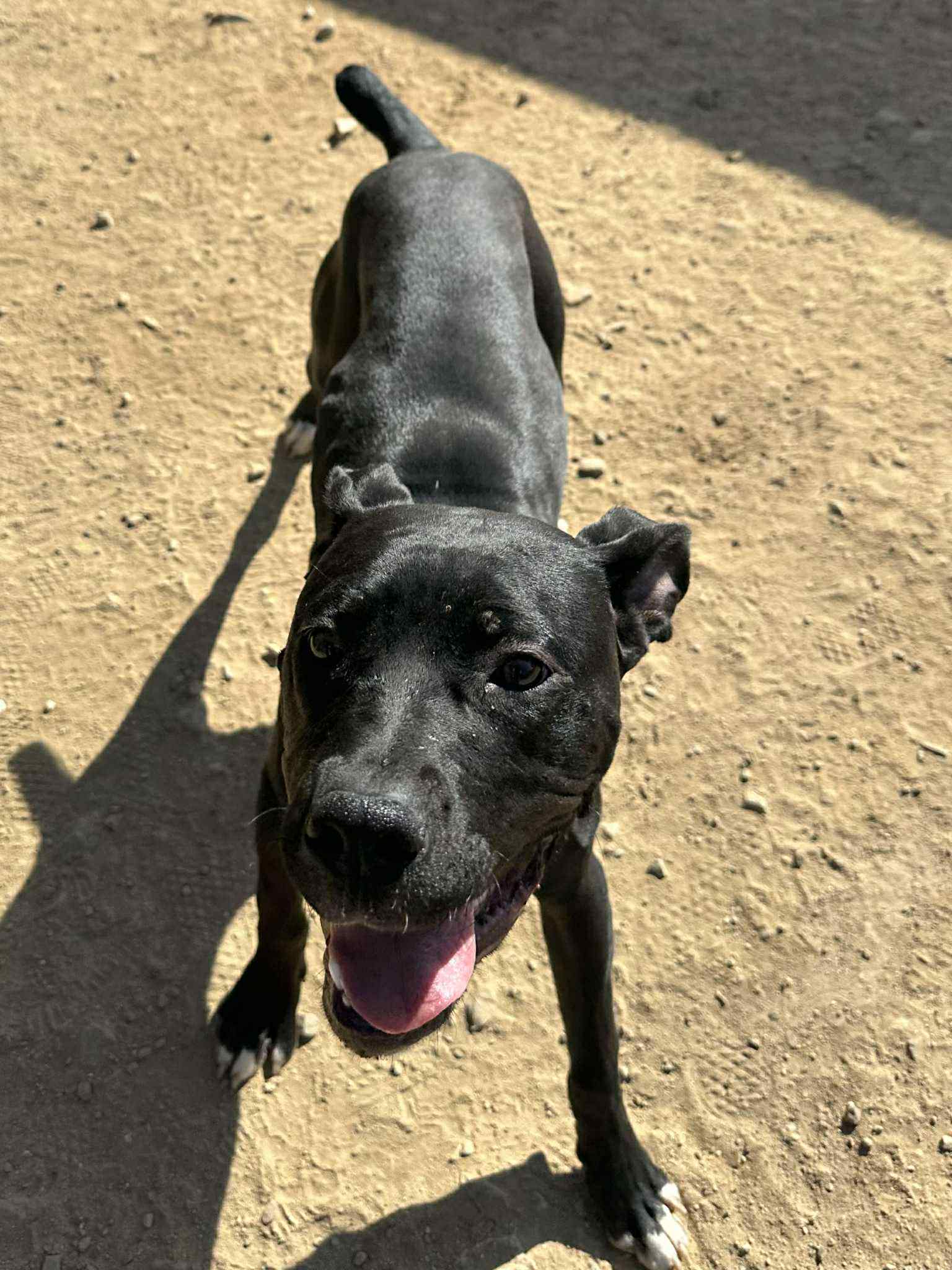 adoptable Dog in La Verne, CA named Lucy