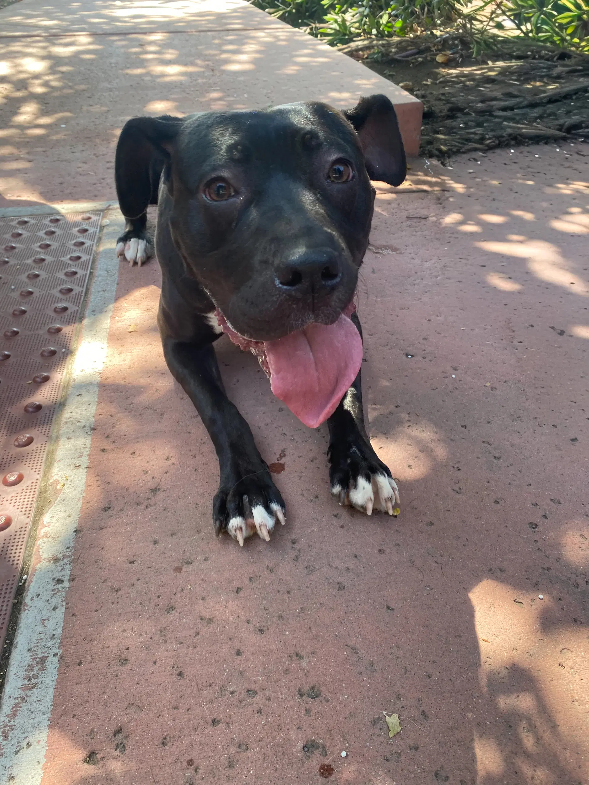 Lucy - Staffordshire Bull Terrier