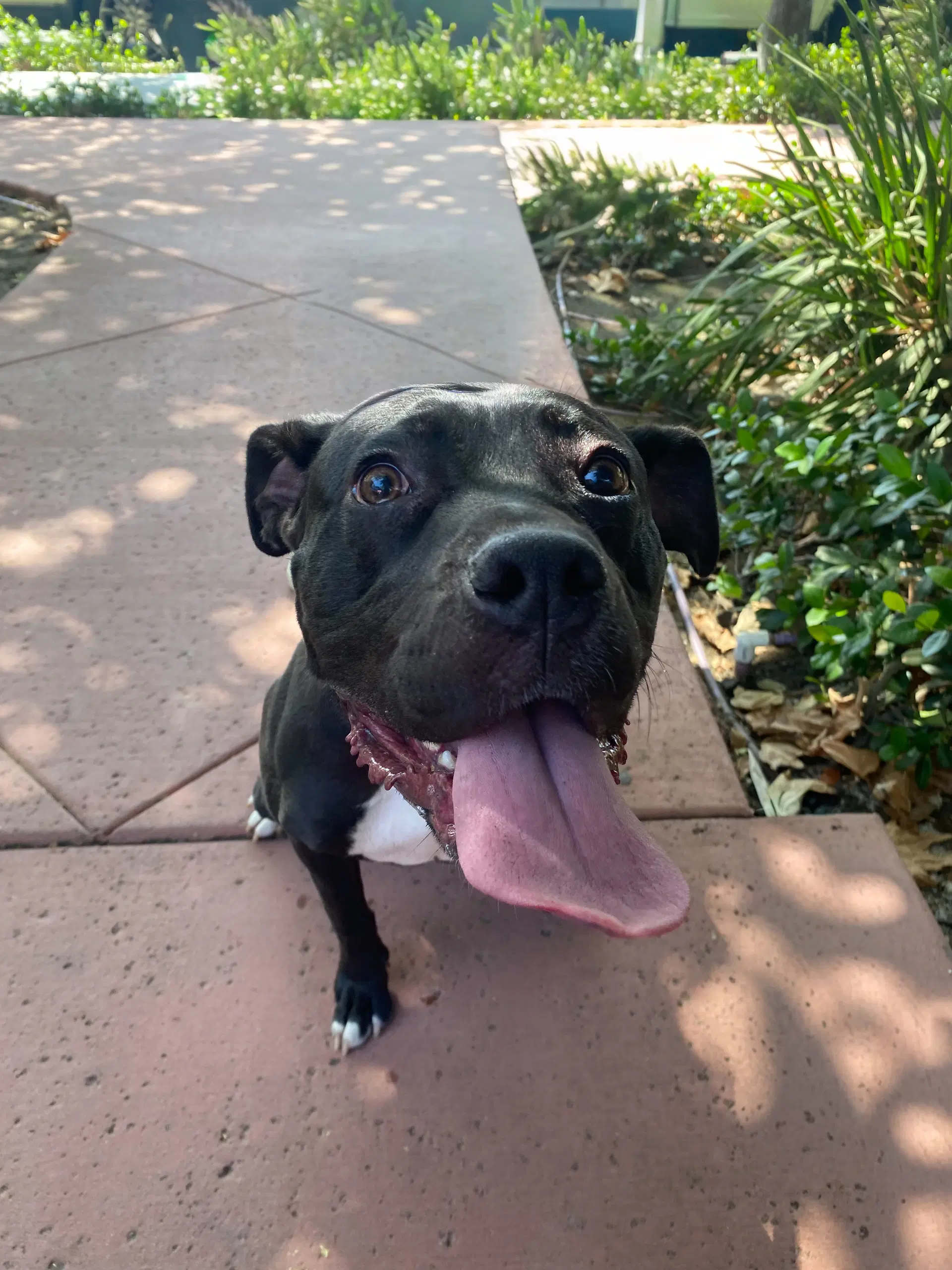 Lucy image 2