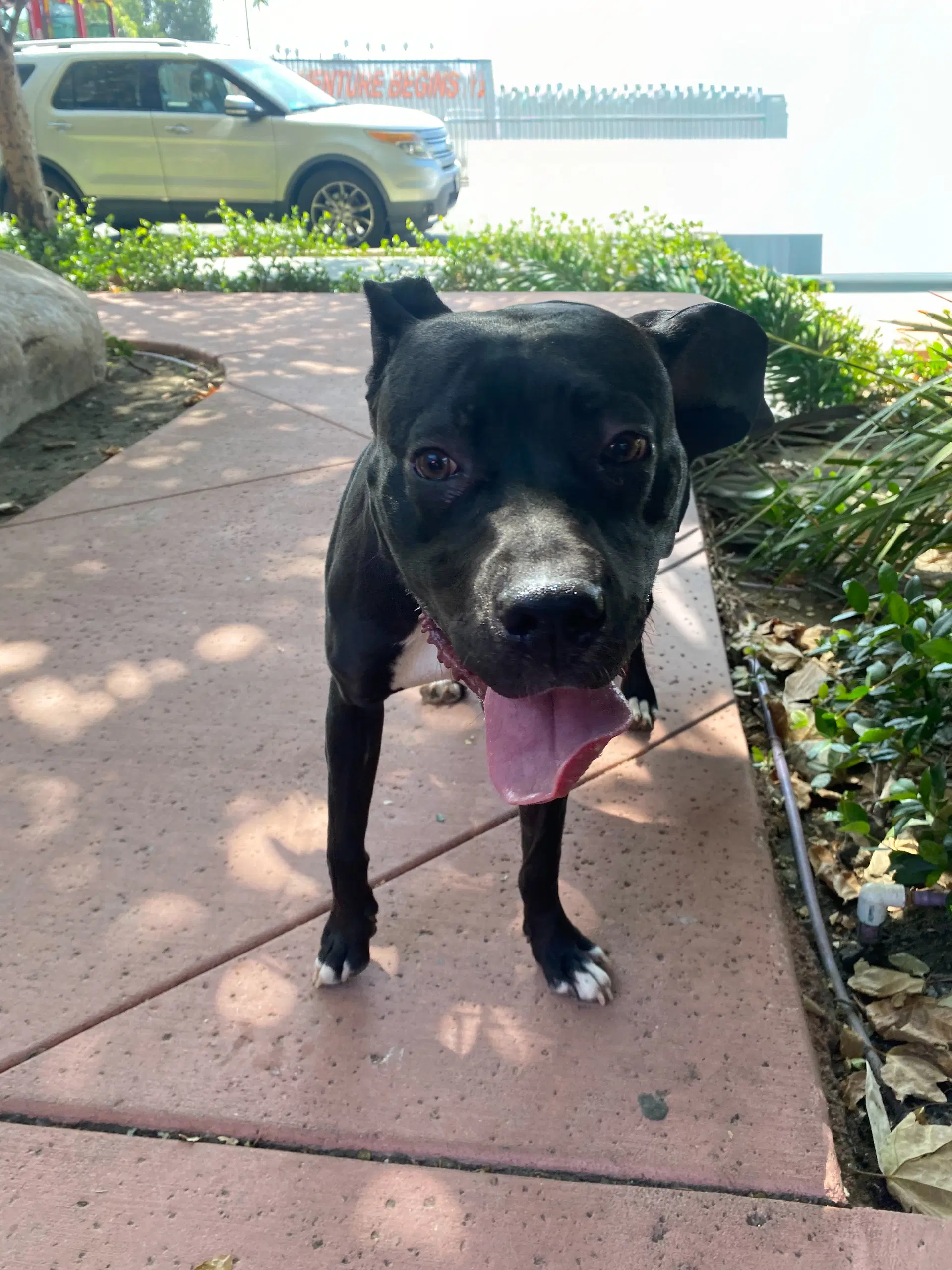 Lucy image 3