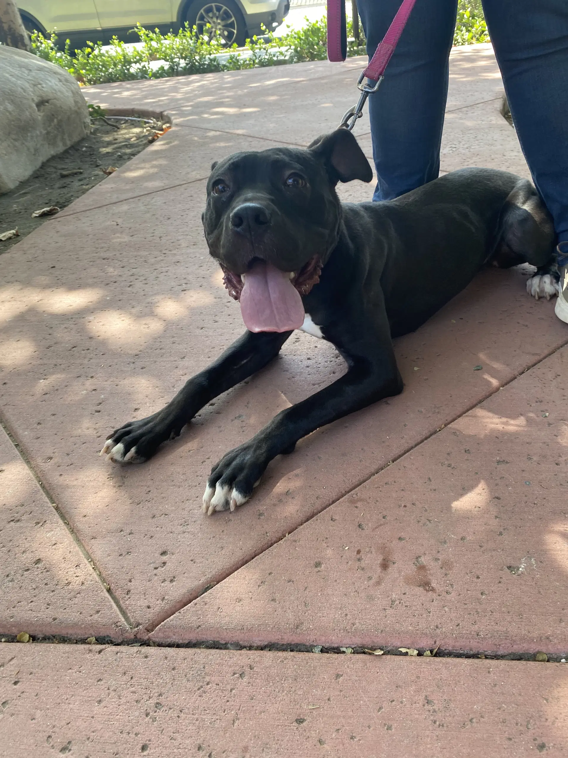 Lucy image 4