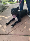 Lucy - Photo 4