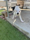 Casper - Photo 11