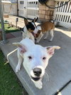 Casper - Photo 13