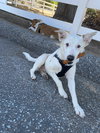 Casper - Photo 7