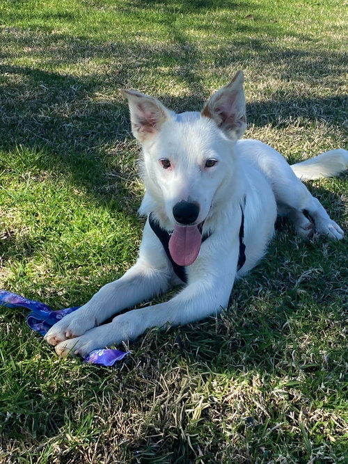 CASPER - Border Collie / Australian Cattle Dog/Blue Heeler available for adoption
