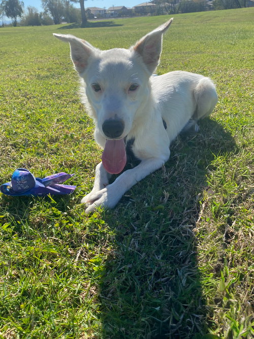 CASPER - Border Collie / Australian Cattle Dog/Blue Heeler available for adoption