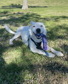 Casper - Photo 3