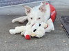 Casper - Photo 4