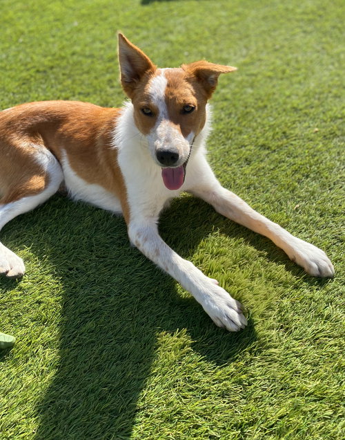 CHEYANNE - Border Collie / Australian Cattle Dog/Blue Heeler available for adoption