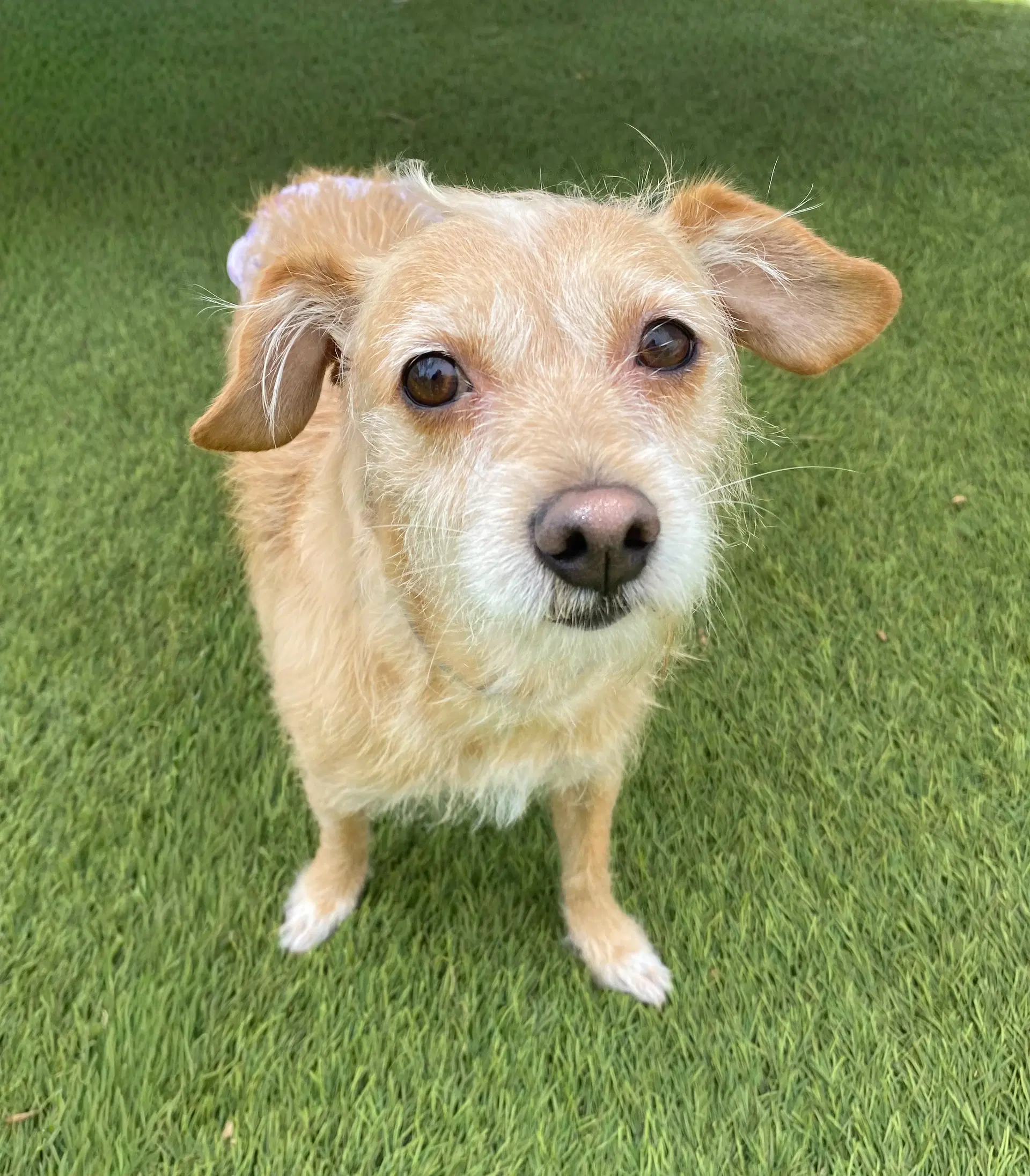 Maude - Terrier