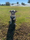 Sebastian - Photo 4