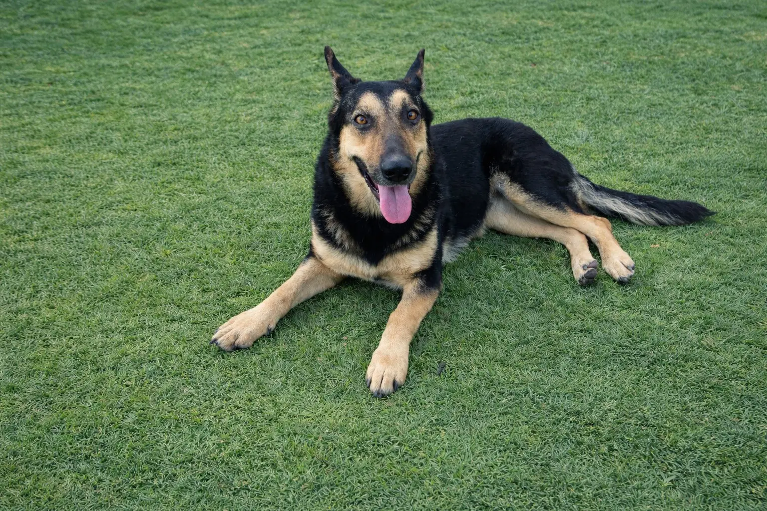 Dakota - Shepherd