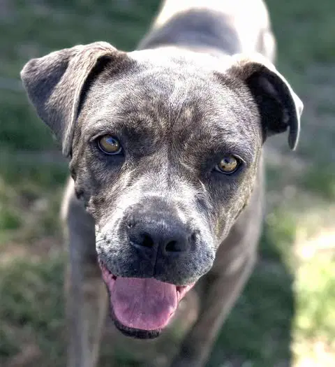 Freesia - Pit Bull Terrier