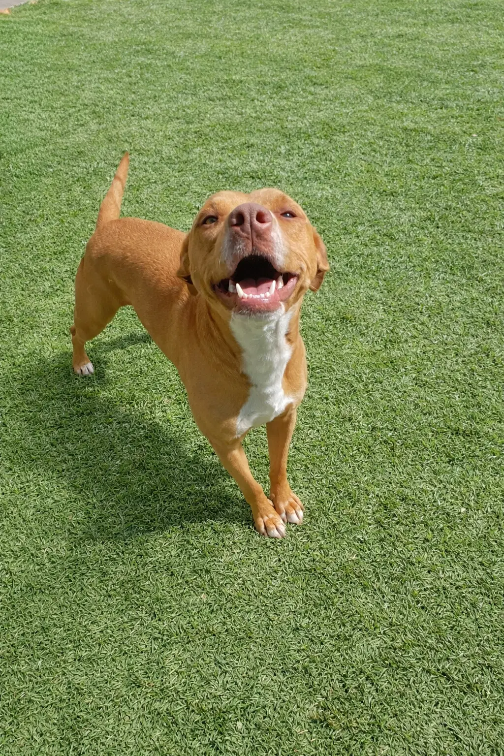 Maya - Dachshund