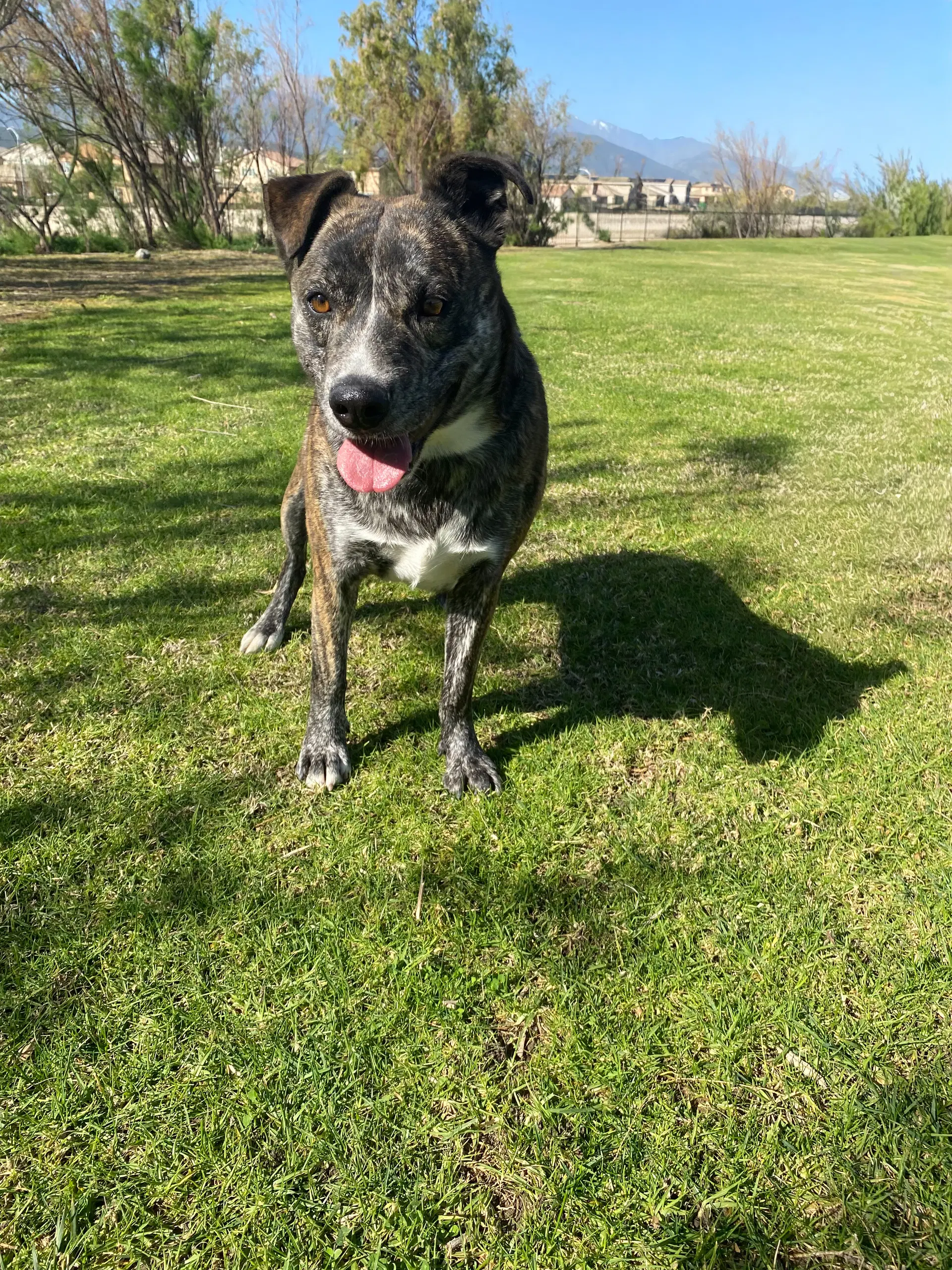 Eliza - Pit Bull Terrier