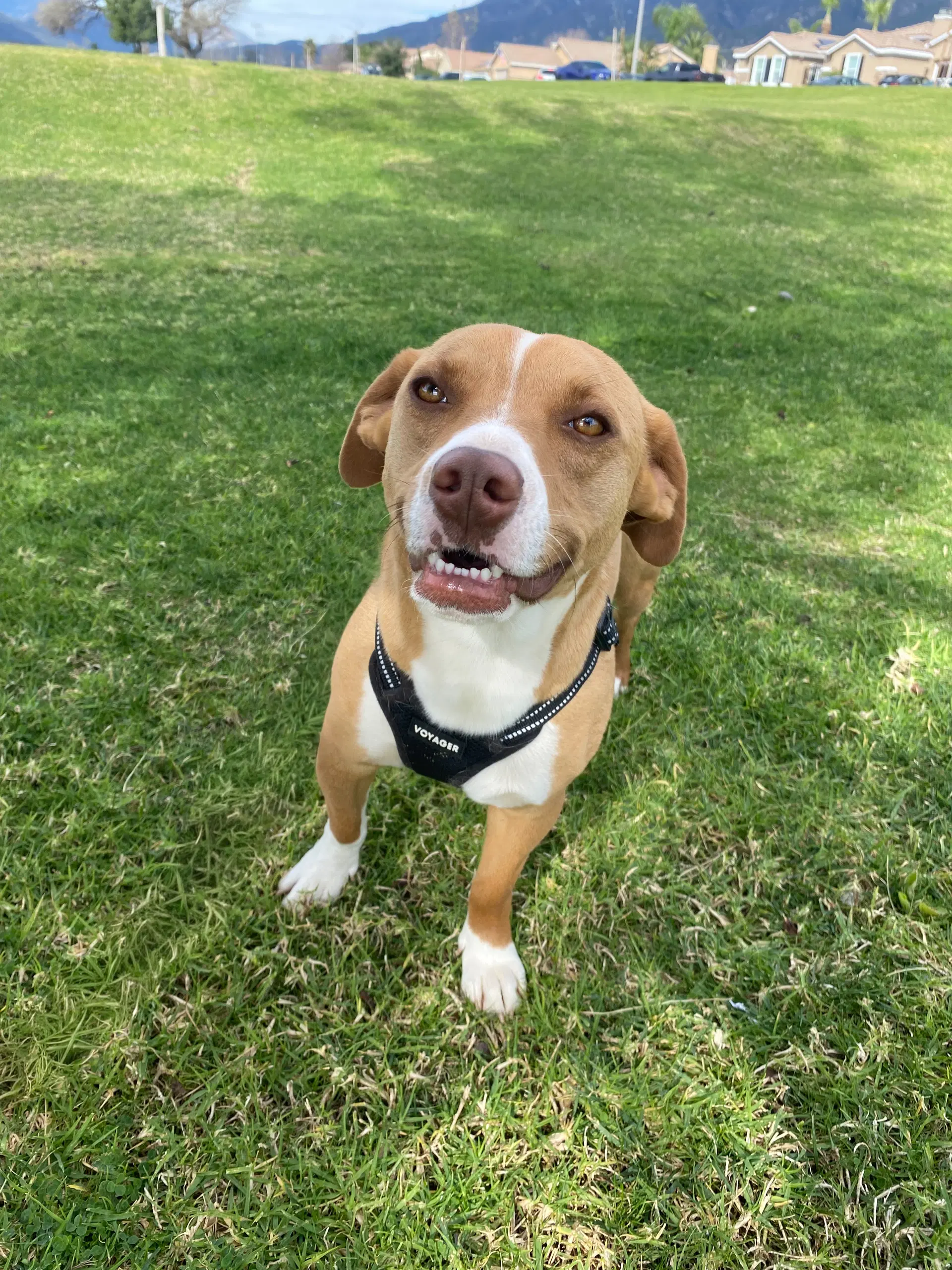 Beck - Dachshund
