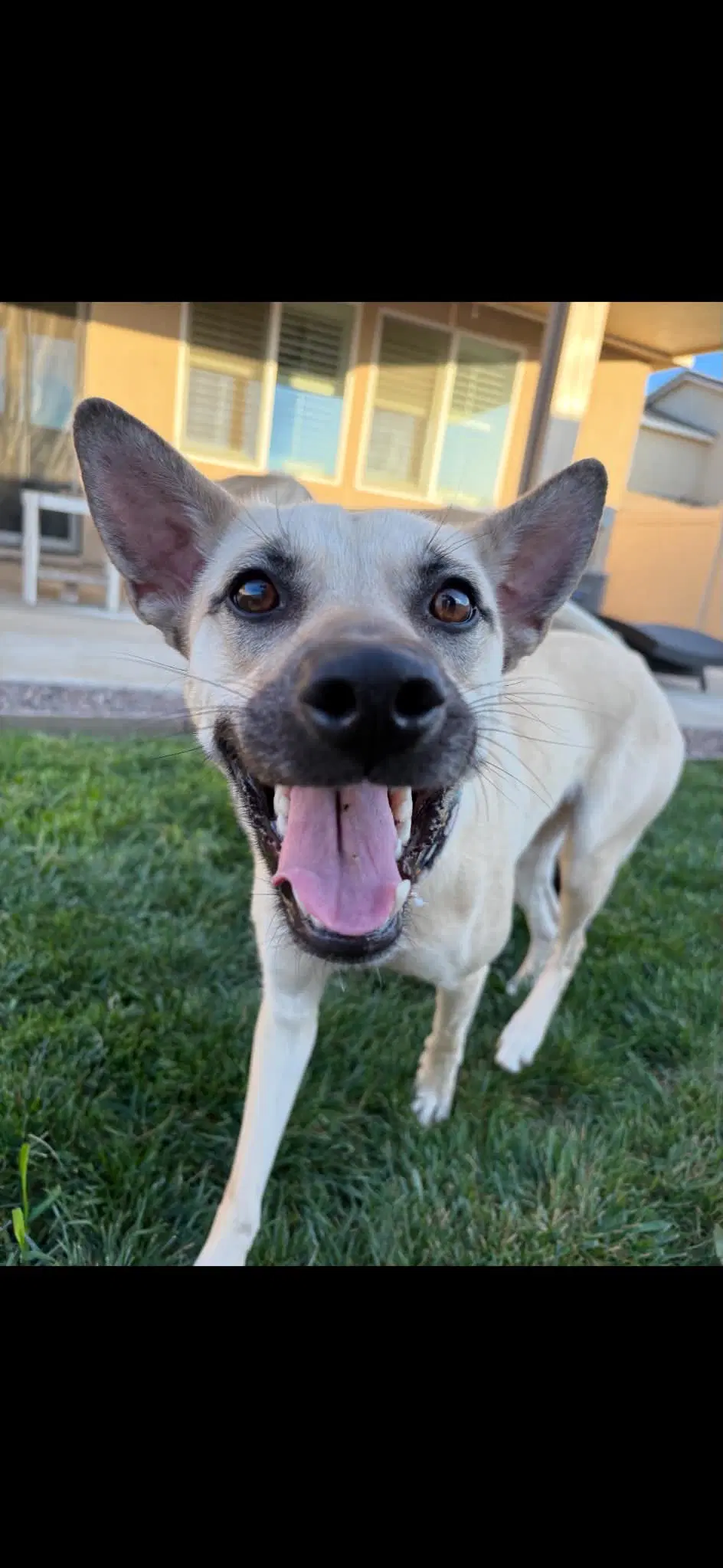 Venus - Shepherd mix