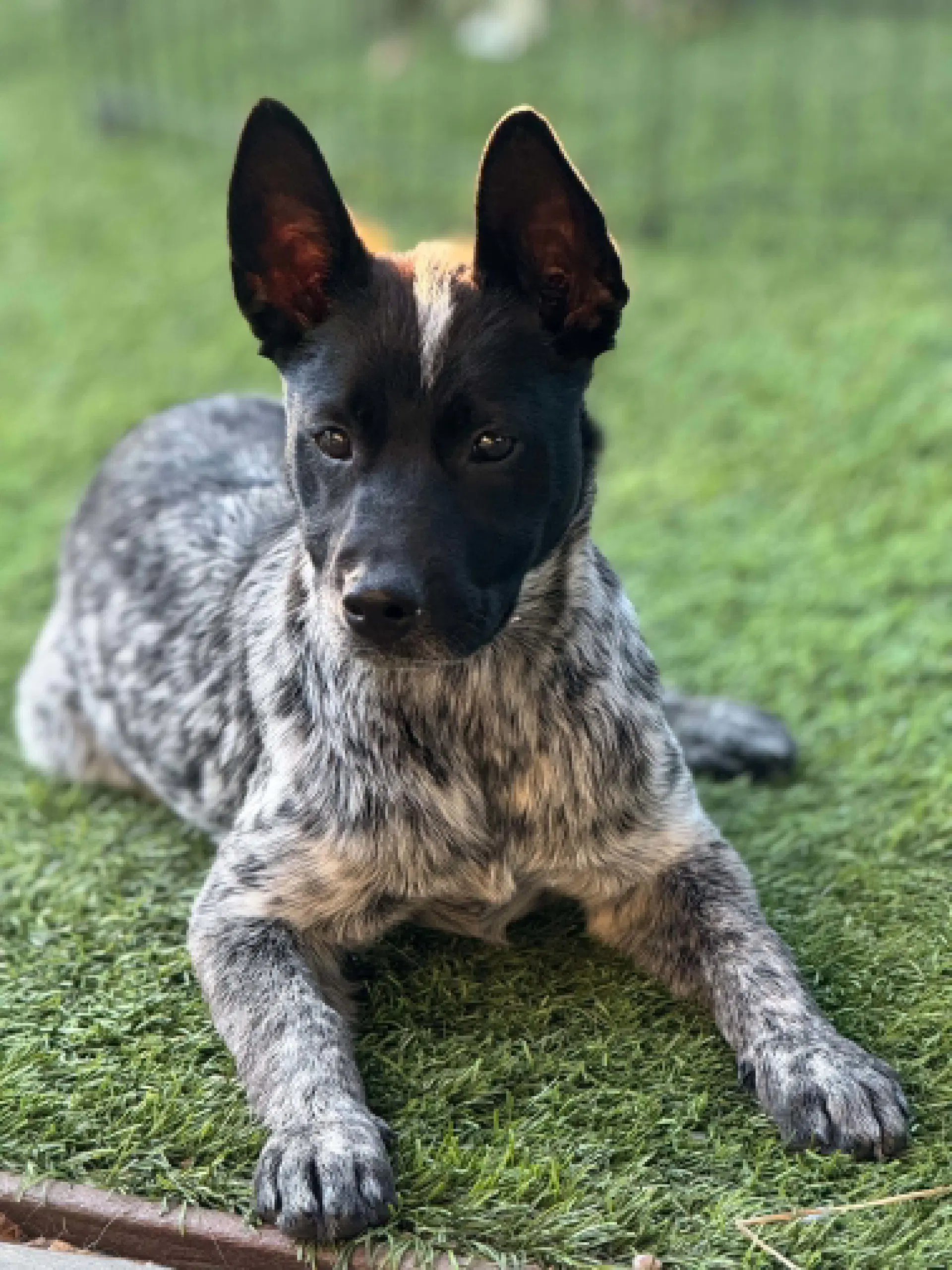 Norma Jean - Heeler