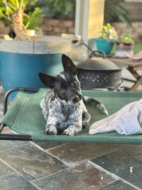 Norma Jean