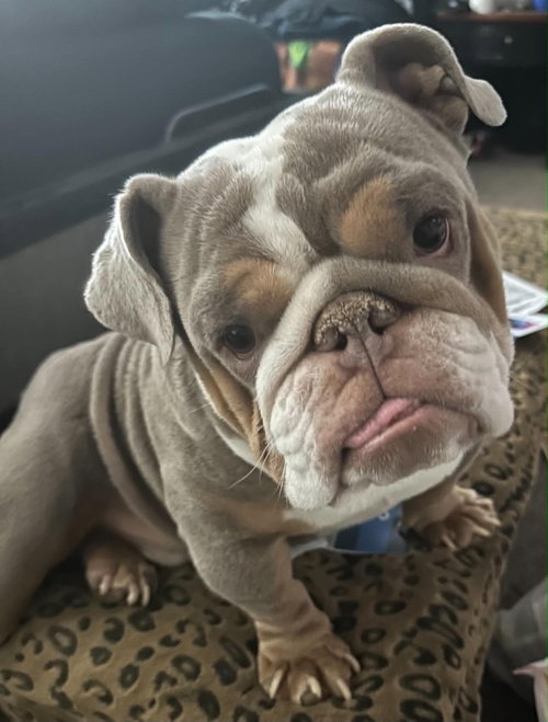 Bowser