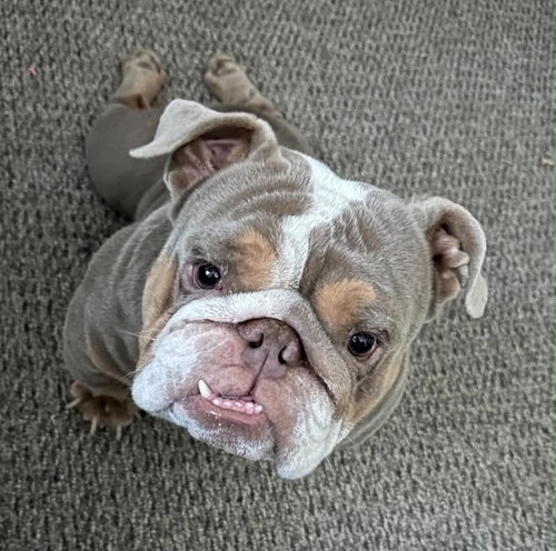Bowser photo 3