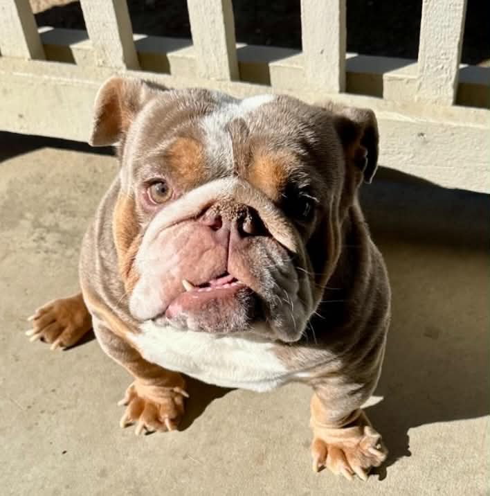 Bowser