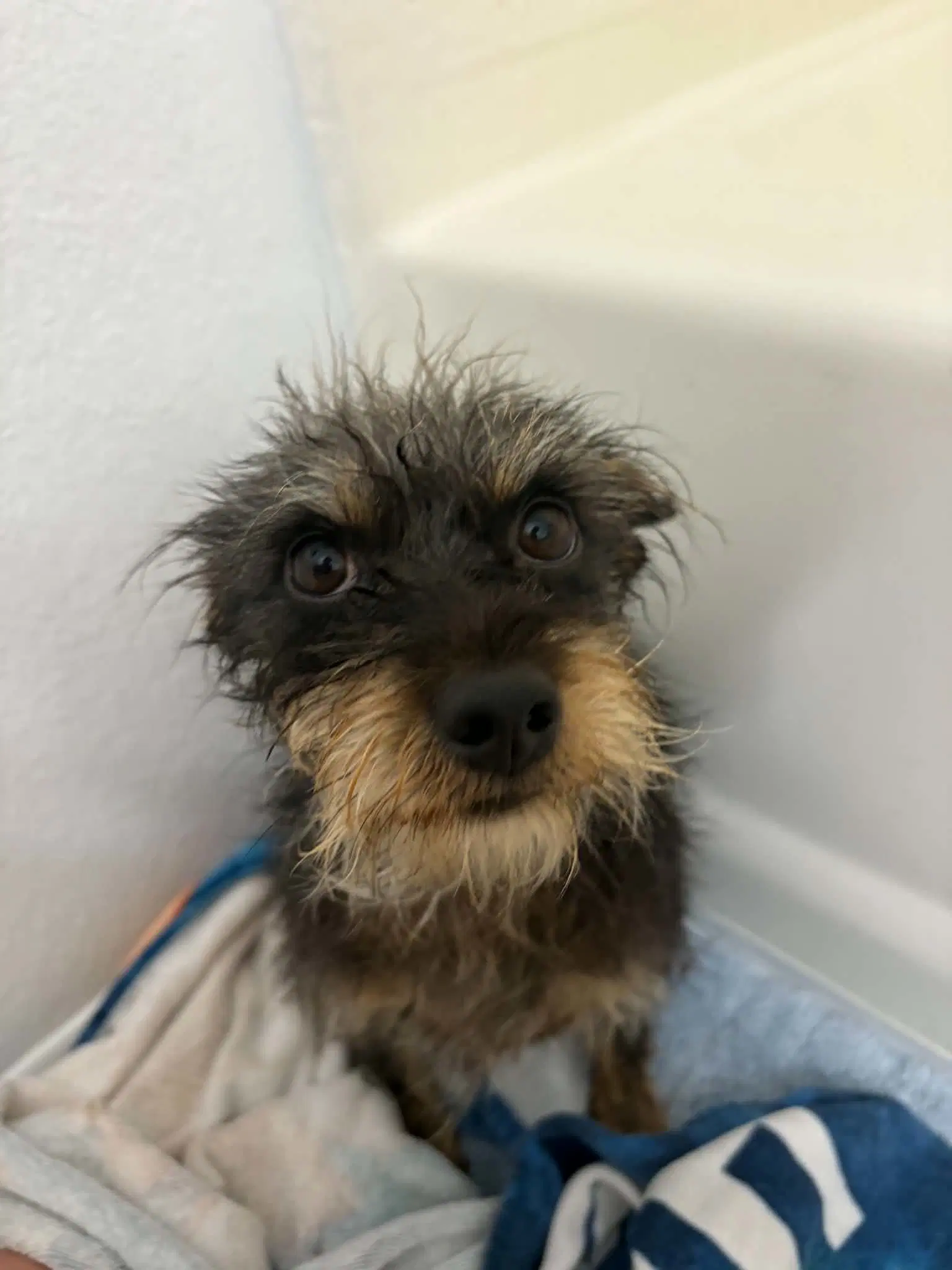Crypto - Terrier