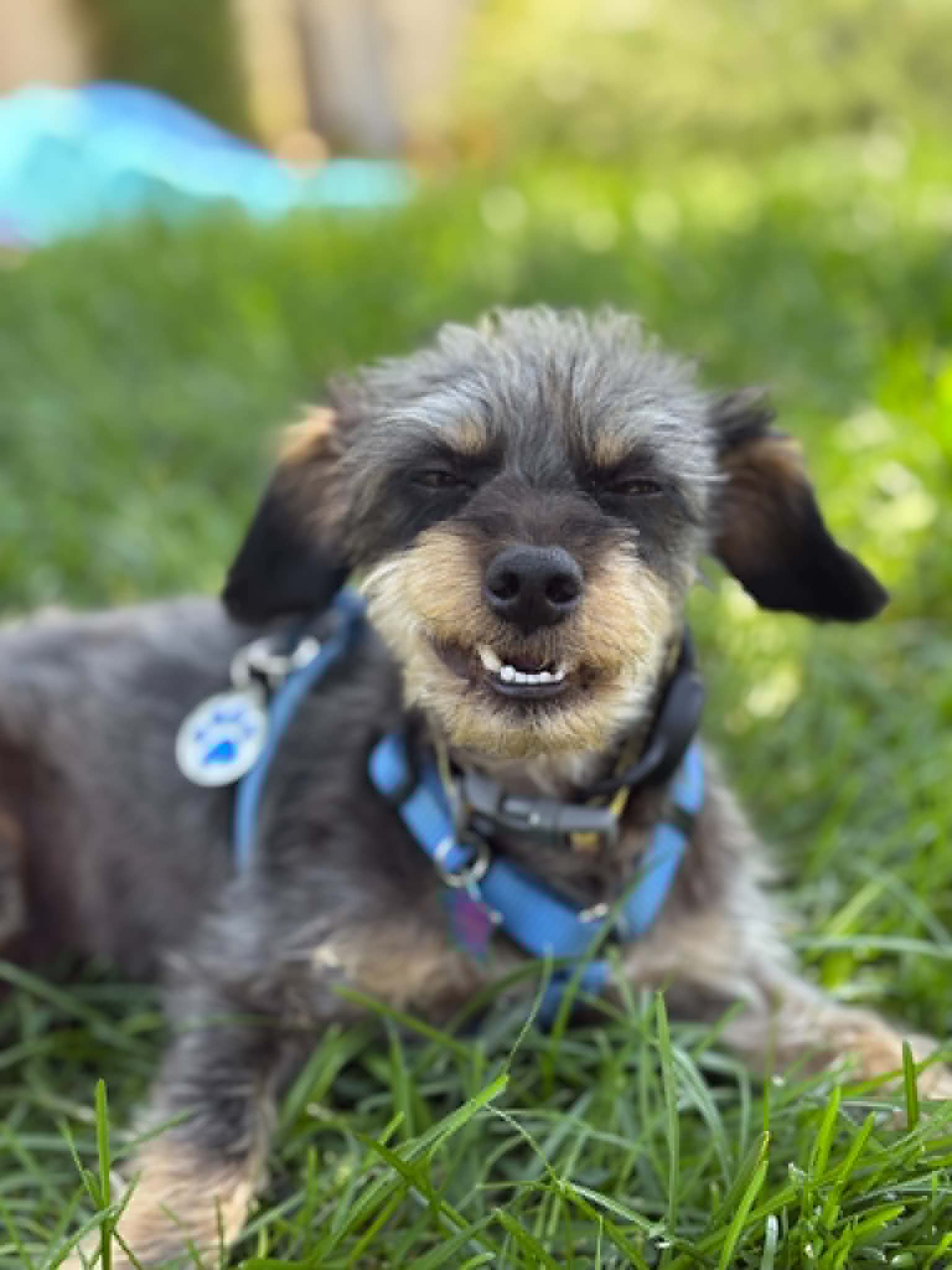 Crypto, Terrier