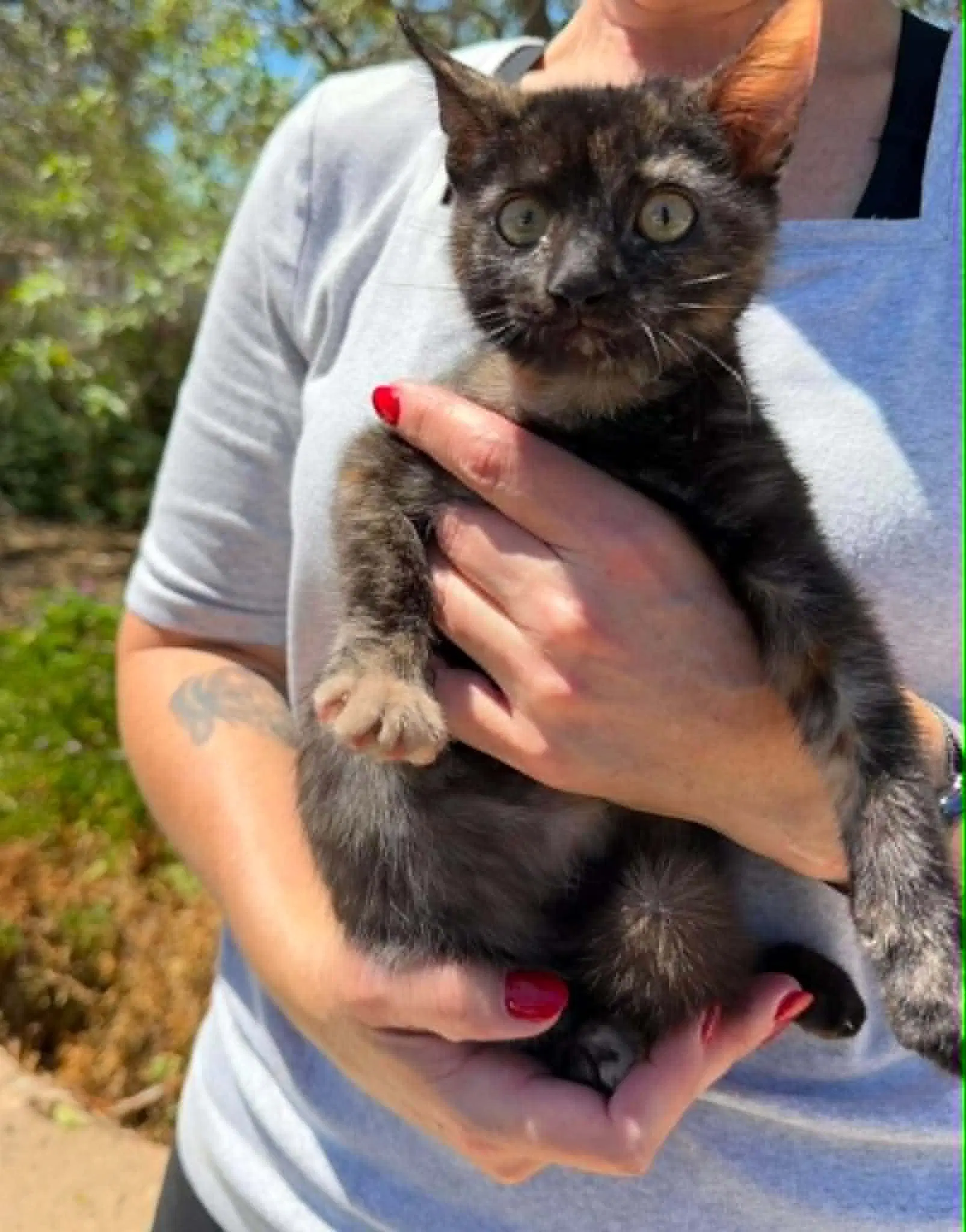 Annie - Tortoiseshell