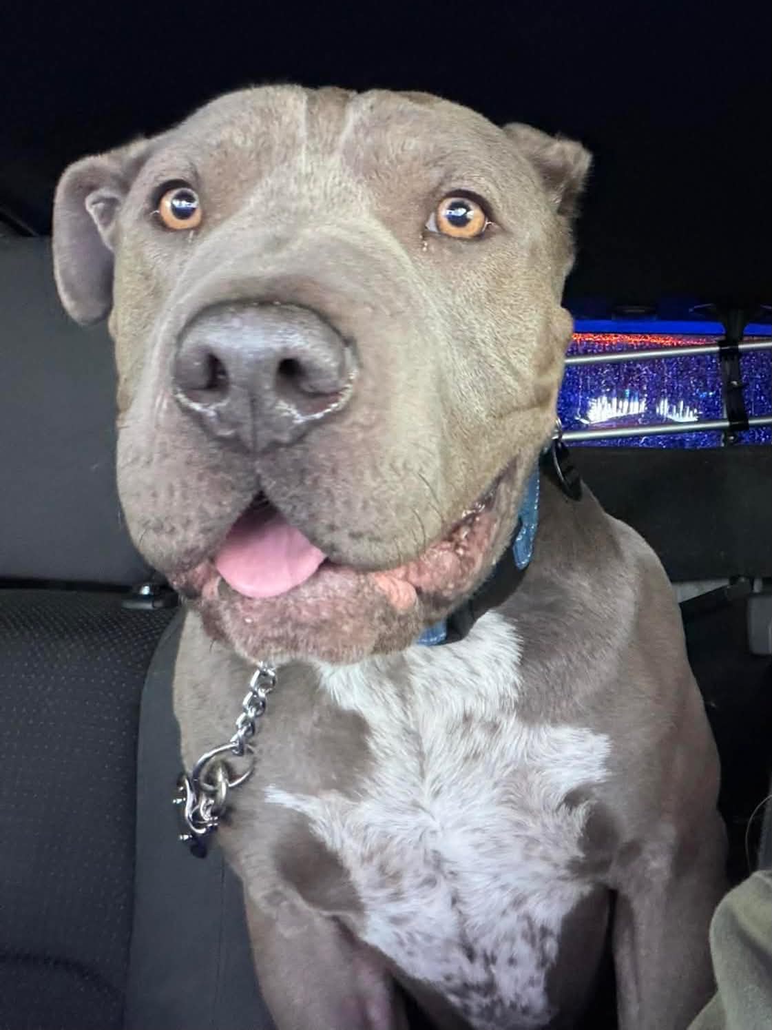 Boris, American Pit Bull Terrier