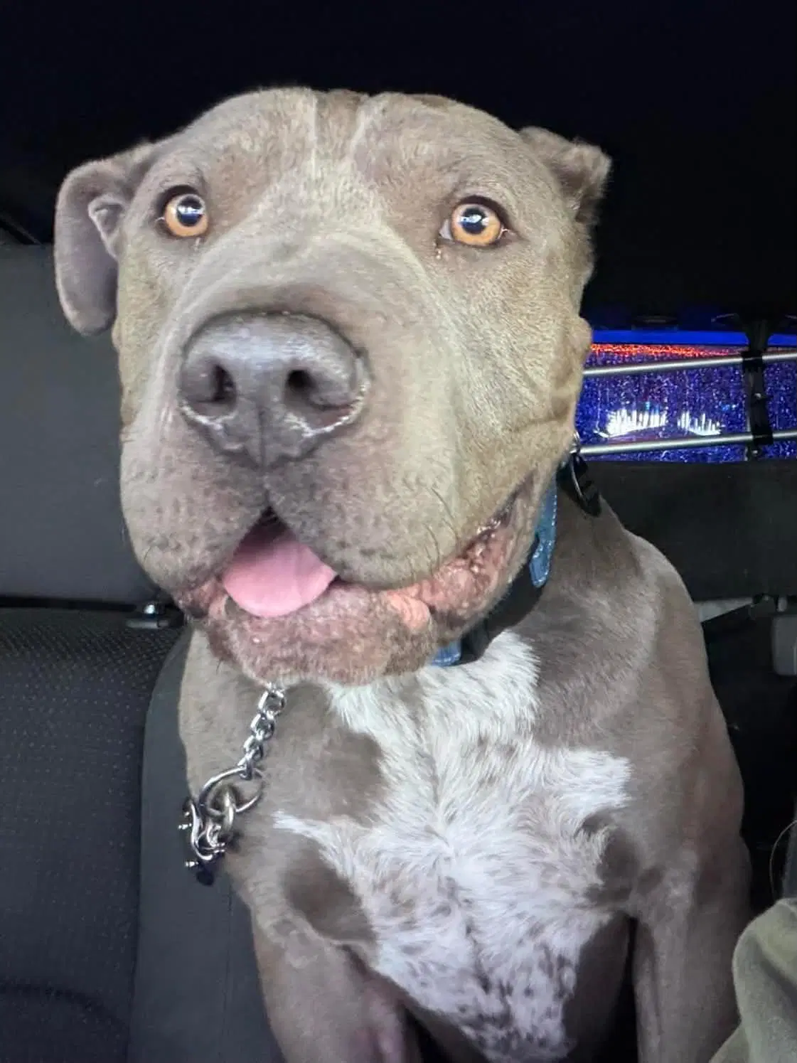 Boris - American Pit Bull Terrier