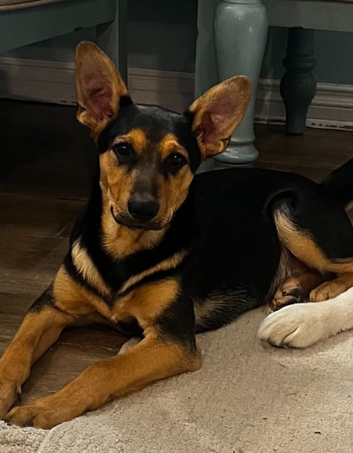 Chase, Shepherd / Mixed (medium coat)