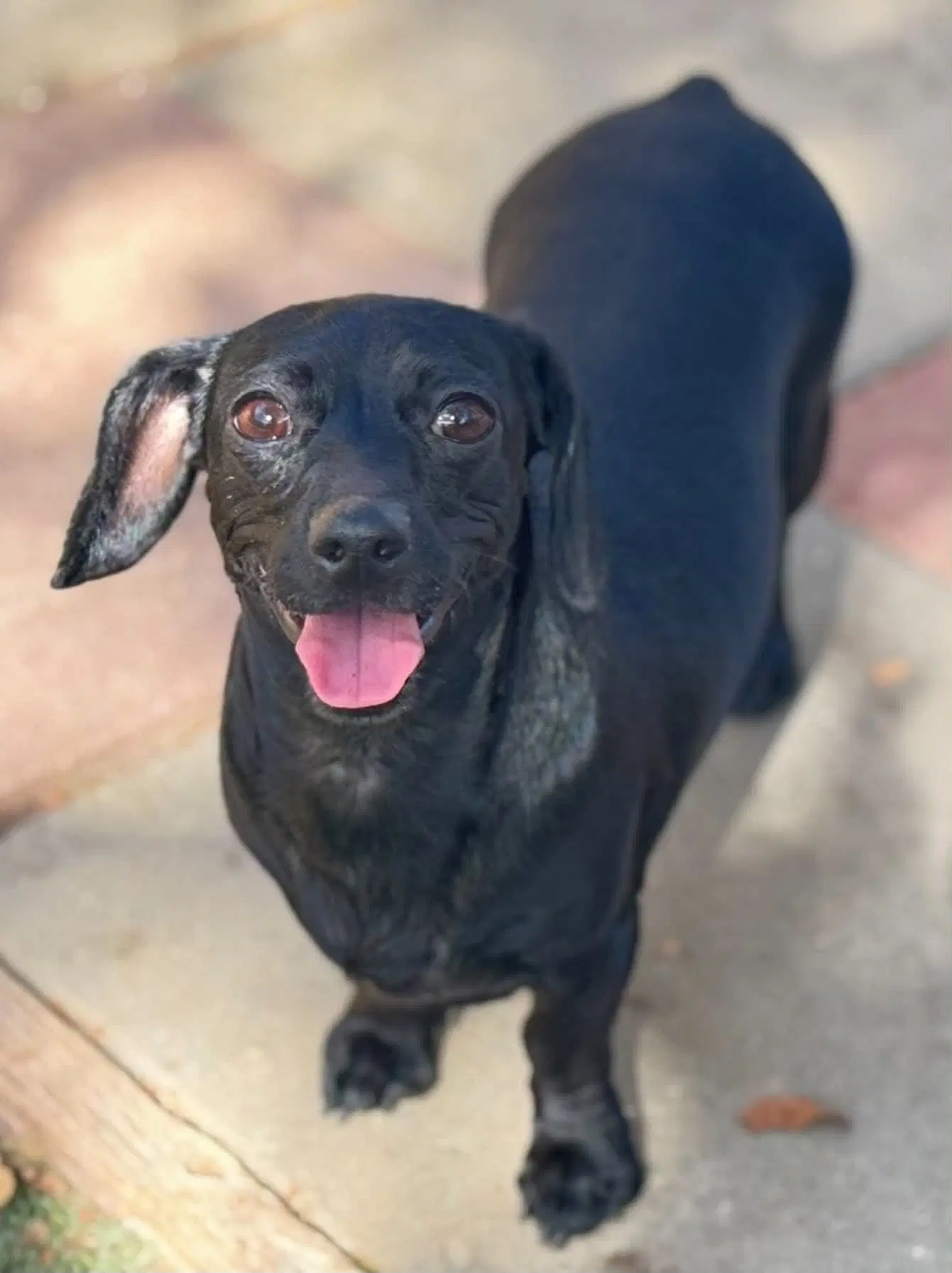 Raven - Dachshund