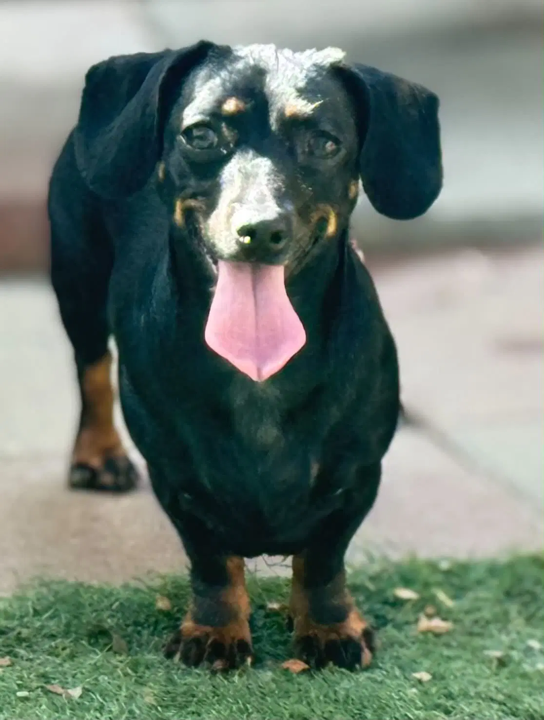 Sable - Miniature Dachshund