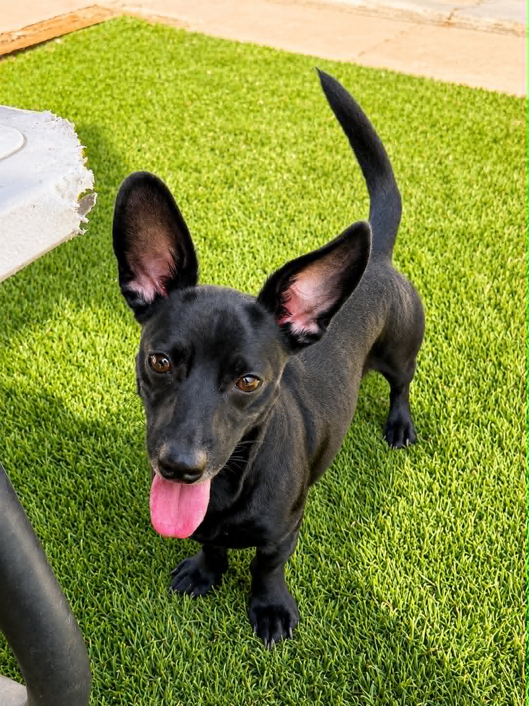 Echo - Dachshund