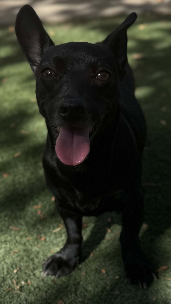 Echo