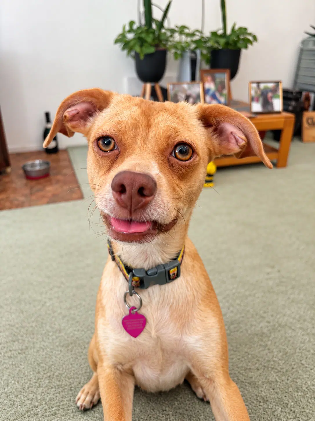 Jessie - Chihuahua