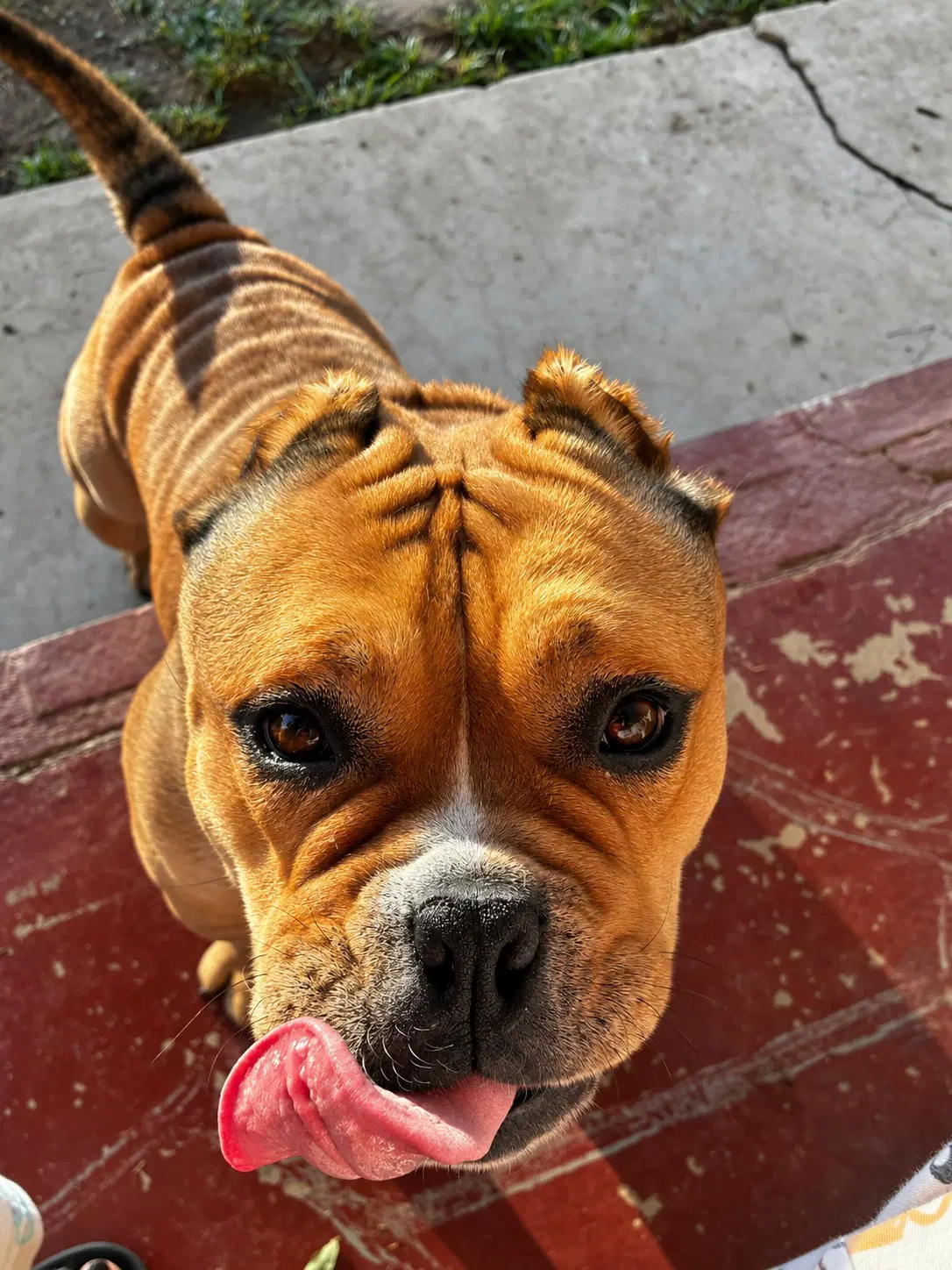 Harley image 2