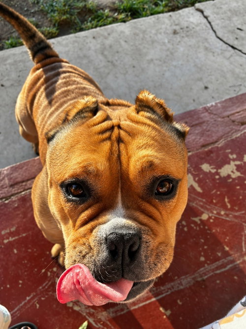 Photo 2 of Harley