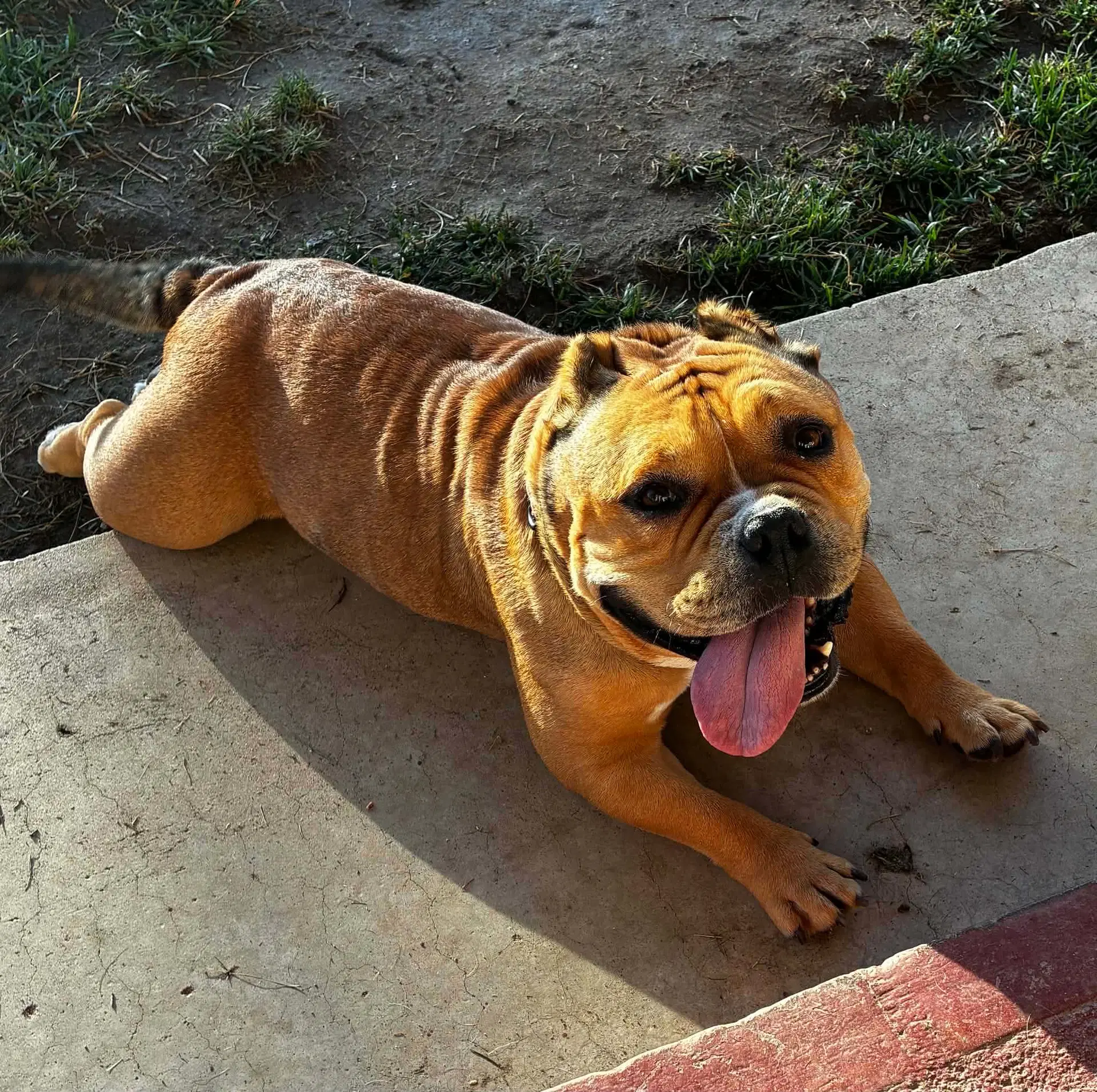Harley image 4